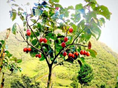 Free Shipping 30 pieces Tomato Tree Seeds High Yield Dedicated Fruit Plant High