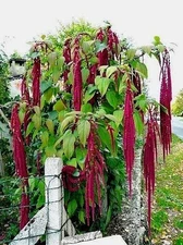 Love Lies Bleeding Amaranth- HUGE LONG FLOWER ROPES! 100 SEEDS  Comb.S/H 