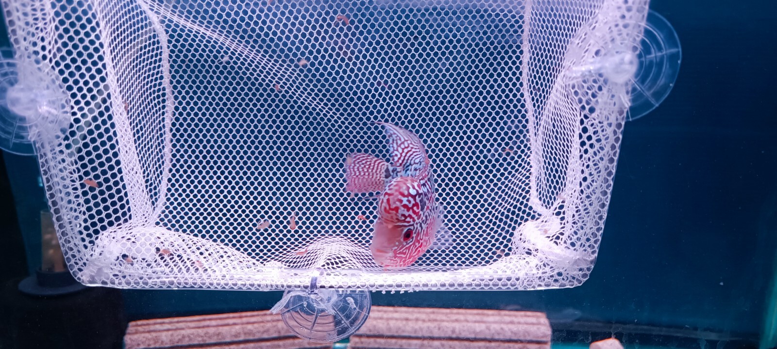 Picture 5 of 11