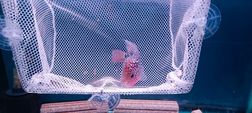A+++ Live Flowerhorn fish male Super big kok head Size 2.5" -3.0" - Picture 5 of 11