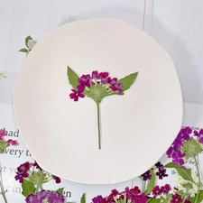 12PCS real Pressed dried Verbena Flower with leaves and stem natural color FHT38