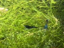 10 2 Ultra Blue Dream - Freshwater Neocaridina Aquarium Shrimp. Live Guarantee