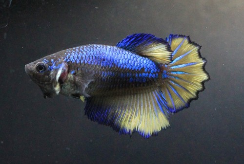 Live Betta Fish Pet Fancy Blue Yellow HM#1 Female Plakat Thai Girl Breed Rare AA - Picture 6 of 24