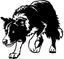 Adesivo Border Collie - adesivo auto Border Collie - sticker - contorno #23