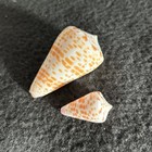 Paar Conus Tessulatus Kegelschalen Philippinen 31 & 58 mm