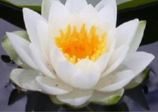Lotus White Pure Absolute Essential Oil - 30 ML + Free Carrier oil 10 ml