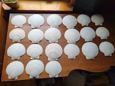 18 Natural Scallop Shells For Crafts