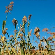 Egyptian Wheat Seed Grain Screen Cover Crop Food Plot Edible Sorghum NO-GMO