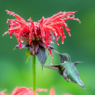 3000 Bee Balm SCARLET Red Monarda Didyma Seeds Perennial Hummingbirds Non GMO