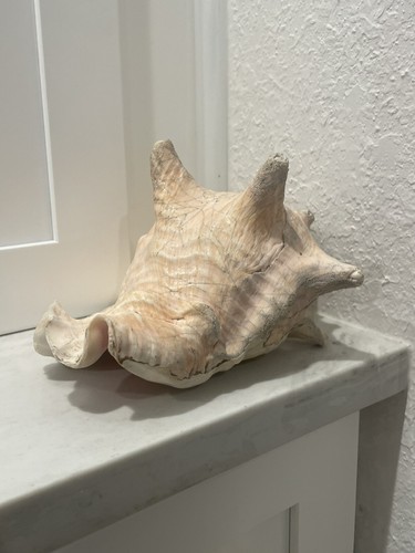 9”x5” Real Long Conch Sea Shell Pink Seashell Beach Nautical Large Shells Decor - 第 4/11 張圖片
