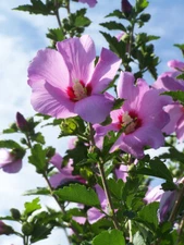 Rose Of Sharon Seeds 40 Seeds for $4.00- Free Shipping
