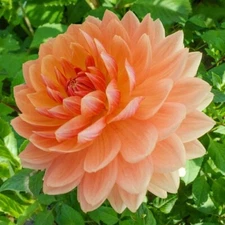 1 - Decorative Dahlia RANCHO Bulb Tuber Clump  * OUTSTANDING GARDEN ADDITION