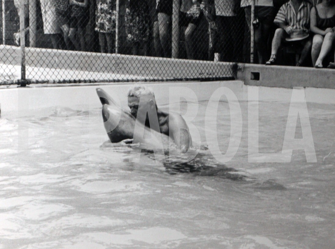 Foto vintage de archivio Australia, Acurrucarse Al Delfín En Grandes Piscina,