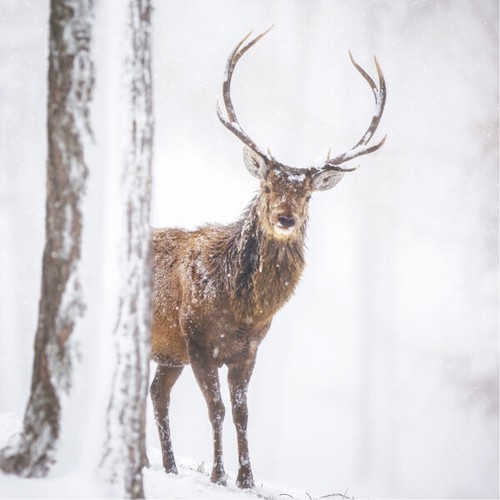 8x Eco-Friendly Recycled Wildlife Trust Animal Christmas Cards - Various Designs - Picture 9 of 23