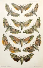 Hawk Moth Print 1891 Antique Zoological Color Plate Illustration
