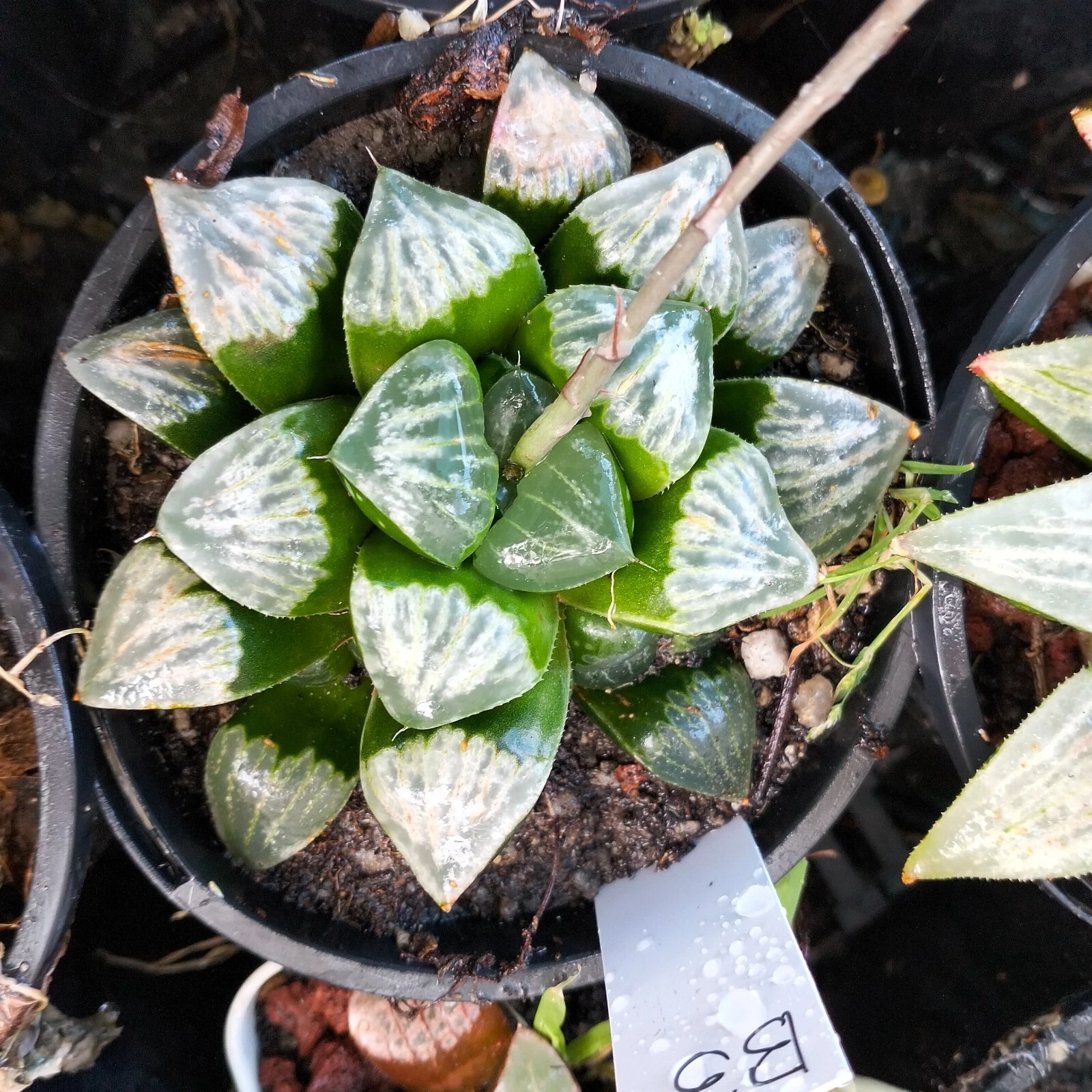 haworthia Large display in 10cm po， mature plant very well rooted , Succulent
Opens in a new window 