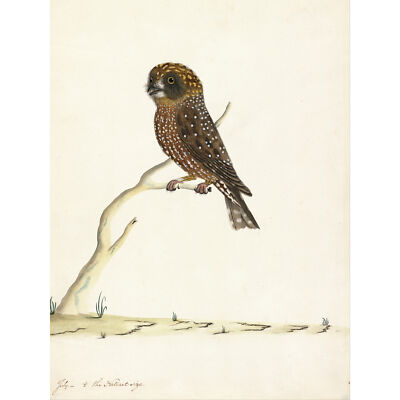Der Sydney Bird Painter Boobook Owl Kunstplakat großer Druck 46x61 cm