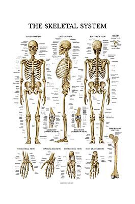 Skeletal System Anatomical Chart