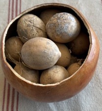 Lot Of 100 Small Dried Grungy Primitive Egg Gourds Appr 1.5 Inch Easter Spring