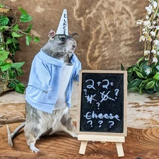 Dunce Rat Taxidermy Oddity Curiosity Schoolhouse Academic Display gift decor