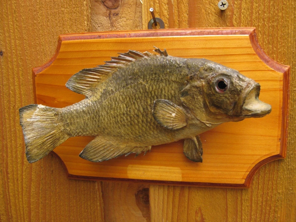 Vintage Real Skin Rock Bass Mount 8" Long on Wooden Plaque - Image 2 of 4