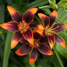 Asiatic Lily Imported Pack of 2 bulbs 
