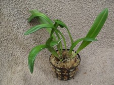 Rare Dracula venosa orchid plant FS / Monkey face orchid  not in bloom