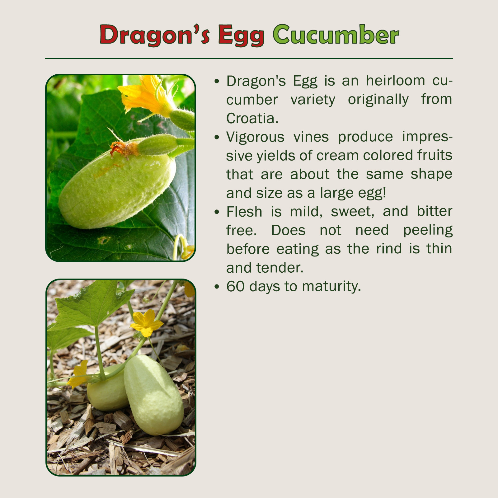 10 Dragon's Egg Cucumber Seeds, Heirloom, NonGMO, Genuine USA Falak