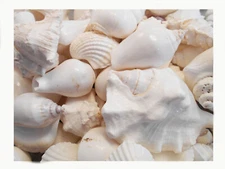 1 Lb of Large White Seashells (about 2 Cups / 25-30 pcs) Vase Filling Beach Deco