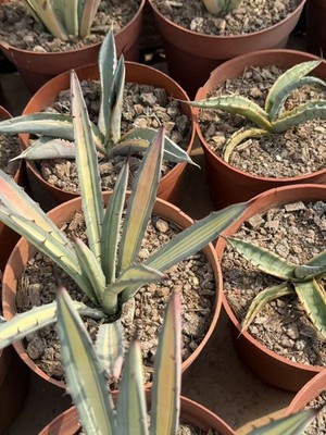 Agave macroacantha f. Variegata Raresucculent cactus Garden Décor Boutique