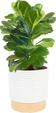 Baby Fiddle Leaf Fig Live Plant in Decorative Pot, Indoor Houseplant, Perfect fo