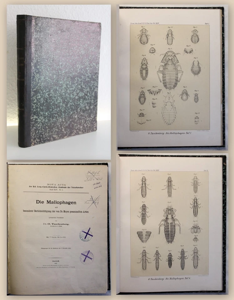 Taschenberg Die Mallophagen 1882 lithografische Tafeln Entomologie Kieferläuse - Bild 1 von 1