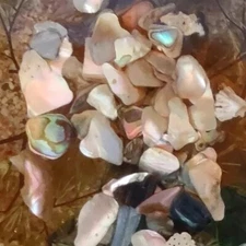 Vintage Lucite Deviled Egg Plate With Beach Sand Seashells Star Fish 8.5 in 70s