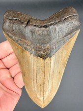 Megalodon Shark Tooth 5.63 Serrated Fossil Shark Teeth