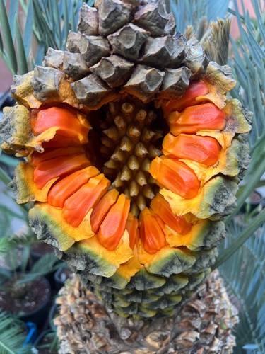 Encephalartos lehmannii SEEDS - - SEMI no heenanii woodii - Picture 2 of 8