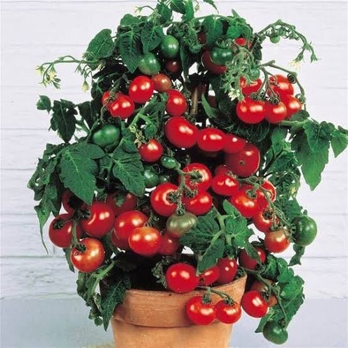 TOMATO TINY TIM 30+seeds Dwarf 40cmVariety Great forPots High Yields * FREE POST - Picture 7 of 7