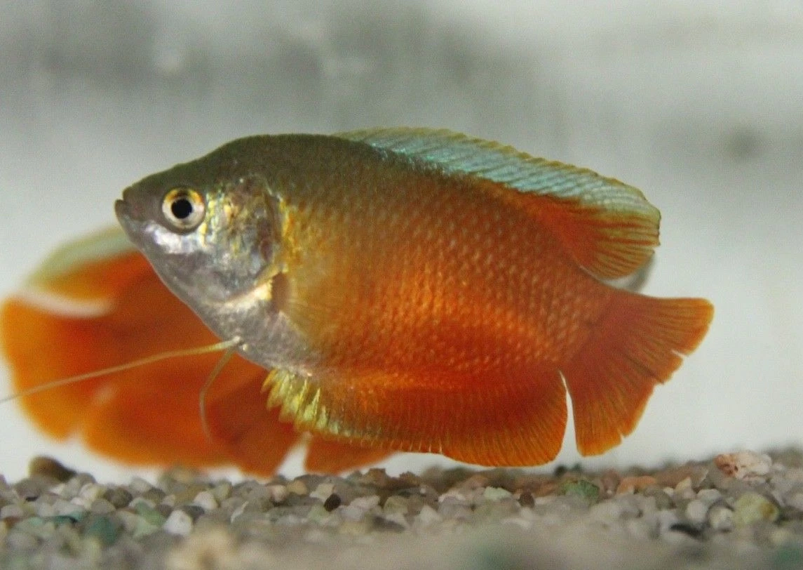 Live tropical deals fish