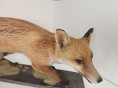 Fox Taxidermy Full Body Mount Cabin Camp Man Cave Home Office Den Decor - Picture 7 of 18