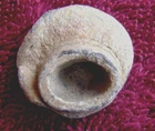 MUSHROOMED .58 CALIBER MINIE FIRED (SHILOH)