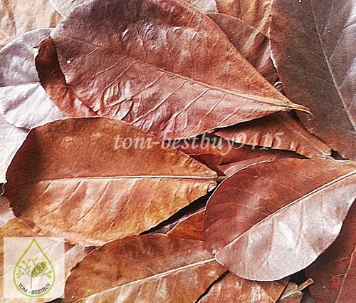 30pcs 7-8"Ketapang Catappa Indian Almond Leave Cherry Shrim Betta Discus Cichlid - Picture 3 of 6