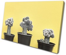 Cactus Cacti Botanical Bright Floral SINGLE CANVAS WALL ART Picture Print