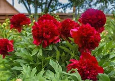 1 Karl Rosenfield Double Peony Live Perennial Cranberry Red Flower Bulb Plant  
