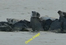 Photo 12x8 Seals relaxing on rocks Ardbeg/NR4146 More seals adjacent to t c2014