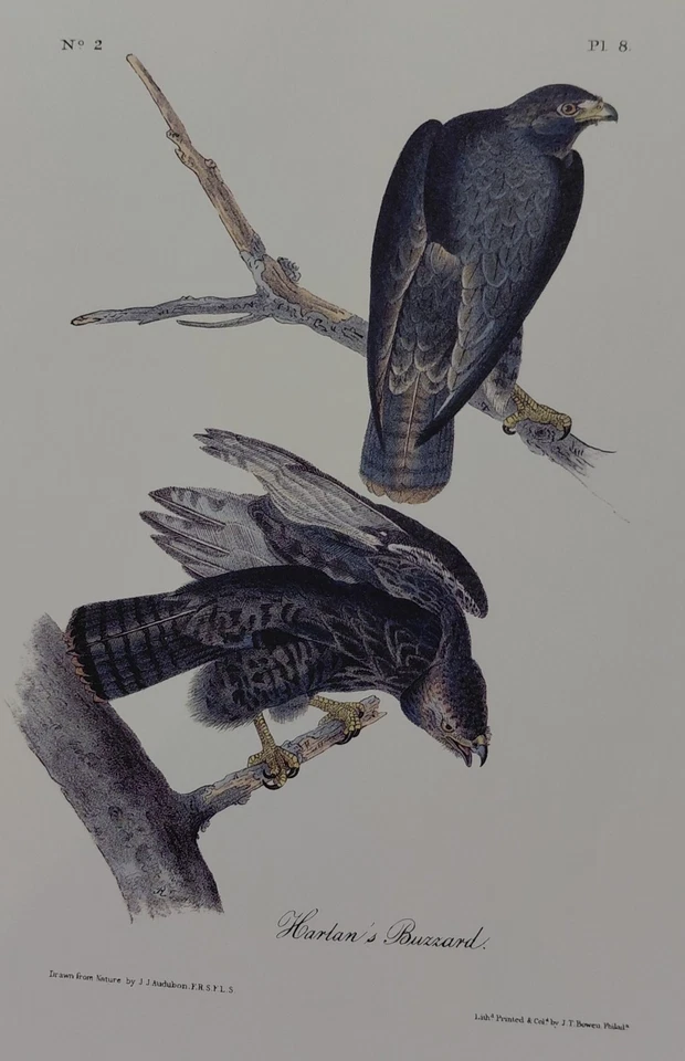 2 Audubon Octavo Harlen's Pl. 8 & Broad-winged Buzzard Pl. 10 1st Edition Print - Image 3 of 4