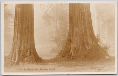 Stanley Park Cedar Trees Vancouver BC British Columbia 1922 RPPC Postcard H67