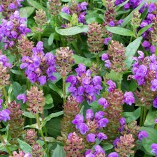 Prunella Grandiflora Violet in 1L Pot - Self Heal Hardy