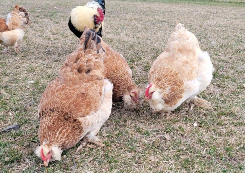 12 Salmon Faverolles Hatching Eggs eBay