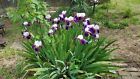 5x Mixed Varieties/Colors Bearded Iris Bulbs/Rhizomes Fresh