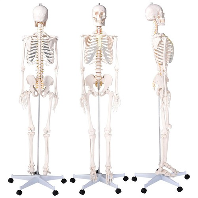 #ad 70quot; Life size Skeleton Model Human Anatomy Medical Students W Rolling Stand $105.25