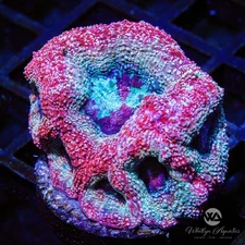 (G2) WA Galaxy Bowerbanki - WYSIWYG Live Coral Frag